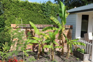 Banana musa basjoo