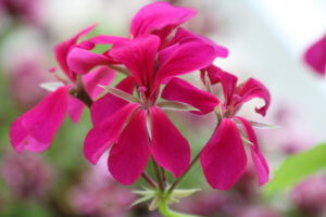 Pelargonium surcouf Pelargonium surcouf