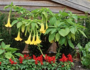 Brugmansia Charles Grimaldi Brugmansia Charles Grimaldi