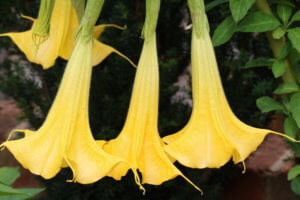 Brugmansia Charles Grimaldi