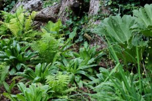 Woodland garden Woodland garden