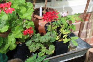 Pelargonium 'Mini Czech' Pelargonium 'Mini Czech'