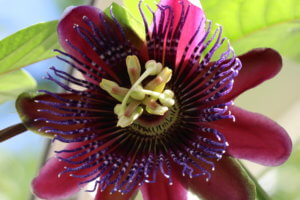 Passiflora 'Marijke' Passiflora 'Marijke'