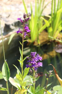 Lobelia vedrariensis Lobelia vedrariensis