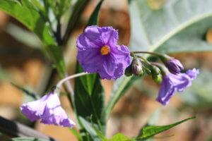 Solanum lancifolium