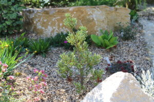 Phyllocladus alpinus 'Highland Lass' Phyllocladus alpinus 'Highland Lass'
