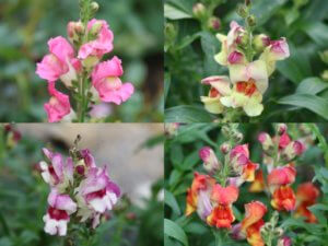 Antirrhinum Circus Clowns Mix Antirrhinum Circus Clowns Mix