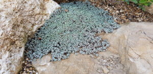 Raoulia australis Raoulia australis