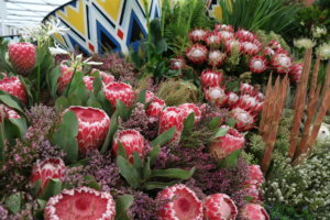 Protea display