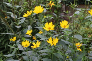 Helianthus perennial sunflower