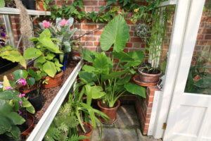Greenhouse plants - Alocasia macrorrhiza Alocasia macrorrhiza
