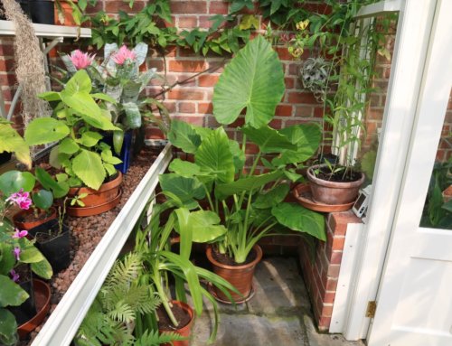 Six superb Greenhouse Plants
