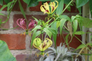 Greenhouse plants Gloriosa Lily Gloriosa Lily
