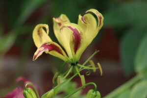 Greenhouse plants Gloriosa Lily Gloriosa lily