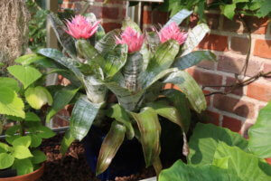 Greenhouse plants Aechmea fasciata 'Primera' Aechmea fasciata 'Primera'