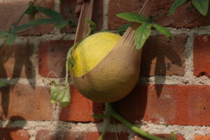 Greenhouse plants Melon Outdoor Wonder Melon Outdoor Wonder