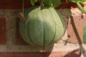 Greenhouse plants Melon F1 Alvaro Melon F1 Alvaro