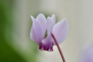 Cyclamen hederifolium ssp. 'Crassifolium' Cyclamen hederifolium ssp. 'Crassifolium'