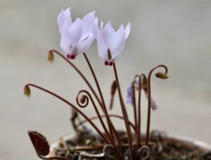 Cyclamen mirabile 'Tilebarn Nicholas' Cyclamen mirabile 'Tilebarn Nicholas'