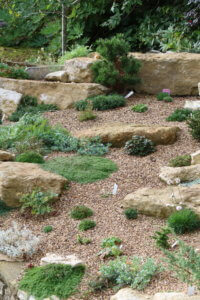 rock garden plants