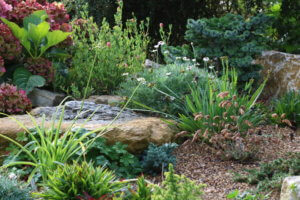 rock garden plants