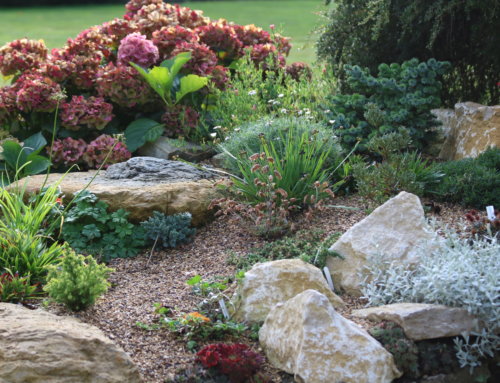 Garden Superspreaders – stars of the rock garden