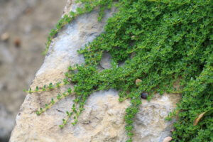 Thymus praecox Thymus praecox