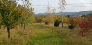 Memorial woodland Memorial woodland