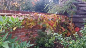 Vitis coignetiae Vitis coignetiae