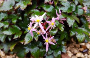 Saxifraga fortunei