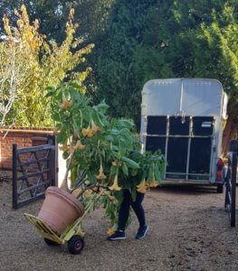 Moving a big Brugmansia Moving a big Brugmansia