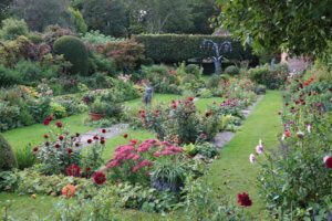 Dahlias in Chenies Manor Garden