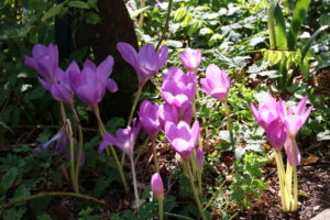 Colchicum autumnale Colchicum autumnale