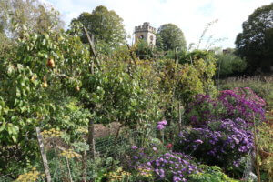 Asters in Chenies Manor Garden