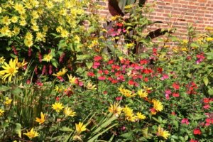 Salvia Royal Bumble in late summer border
