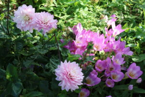Colchicum autumnale