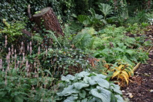 Woodland garden Woodland garden
