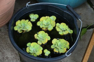 pistia stratiotes pistia stratiotes