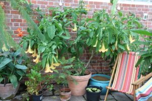 Brugmansia suaveolens Brugmansia suaveolens