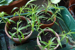 Penstemon cuttings