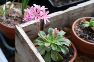 Lewisia cotyledon 'Elise' Lewisia cotyledon 'Elise'