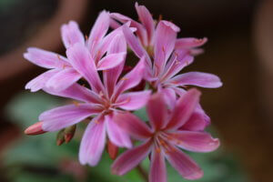 Lewisia cotyledon 'Elise'