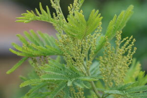 Acacia dealbata Acacia dealbata buds