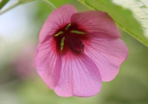Anisodontea el reyo Anisodontea el reyo