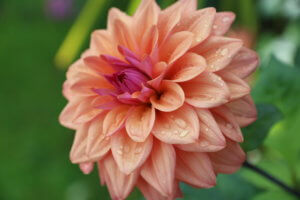 Dahlia American Dawn dahlia american dawn