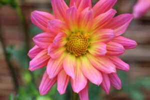Dahlia 'Karma Fuchsiana' Dahlia 'Karma Fuchsiana'