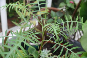 Sonchus canariensis