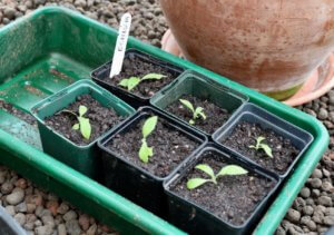 Echium vulgare seedlings Echium vulgare seedlings