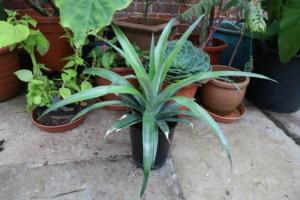 Pineapple growing in greenhouse Pineapple growing in greenhouse