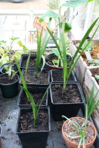 Date Palm seedlings Date Palm seedlings